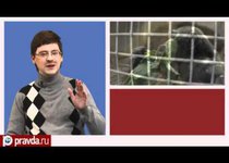 Дарвин, Люди и Обезьяны