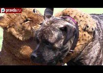 Самка мастифа стала мамой львятам 