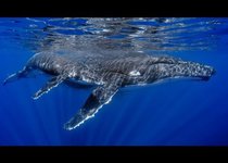 Самый счастливый кит в мире