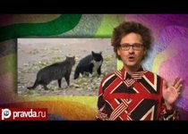 Антон "Зоолог".  Кошки против собак
