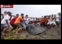 Акулу-монстра нашли на Филиппинах 