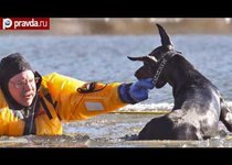 Собаку спасли из-подо льда 