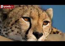 Гепарды: взгляните в глаза смерти