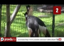 Сбежавшие из зоопарка