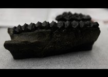 Древнейшие окаменелости обнаружили в Панаме