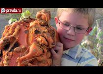 Королевство гигантских овощей 