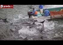 В Японии начали бойню дельфинов 