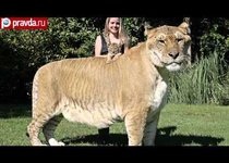 Самый большой кот в мире 