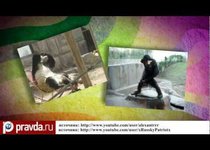 Минута славы для орангутана