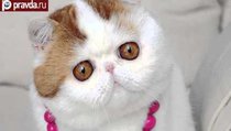 Снупи: самый милый кот в мире 