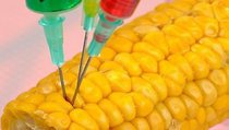 ГМО: гарантий безопасности все еще нет