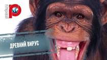 Как предки человека побеждали аналоги ВИЧ