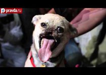 Собака без челюсти стала героем