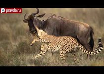 Гиены отняли обед у гепардов 