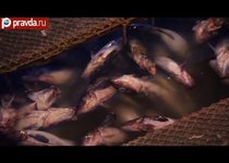 Курильское рыболовство: сколько взял, столько отдай