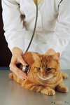 Остеофиты позвоночника у кошек лечение